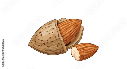 Detailed illustration of a whole brown almond kernel and another one partially enclosed in its cracked rough textured shell.