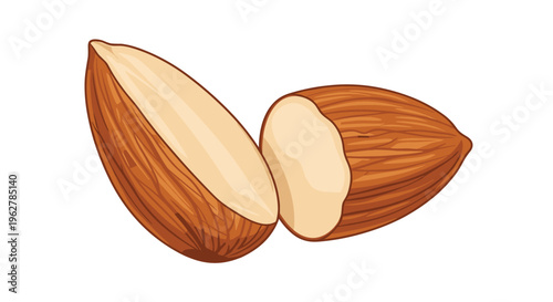 Detailed vector illustration of a halved brown almond nut showing the smooth white inner kernel and textured outer skin.