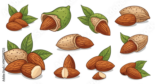 Comprehensive collection of almond nut illustrations features various states from whole shells to raw kernels and green pods.