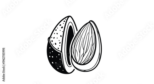 Artistic black and white line drawing of two almond nuts highlights the texture and form of this nutritious organic food.