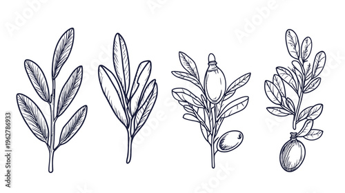 A white background with four detailed botanical line drawings of leaves, olives and oil bottle