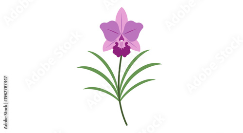 Pink Orchid Flower Closeup View.