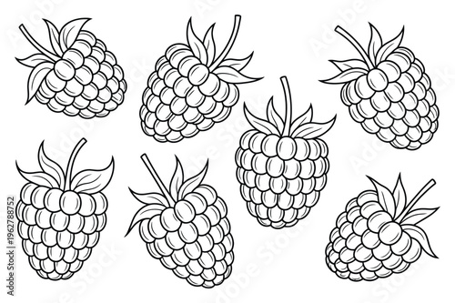 Blackberry Vector Illustration Set
