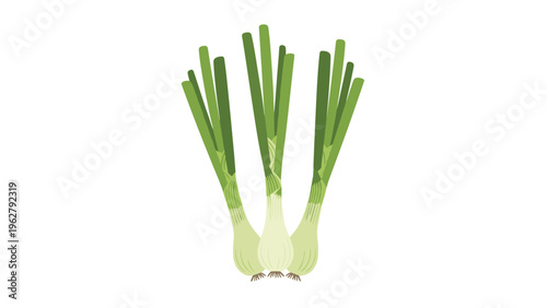 Fresh green onions or scallions with white bulbs and long slender leaves for culinary and vegetable market illustrations.