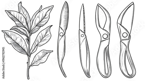 Black and white illustration of foliage and various gardening tools