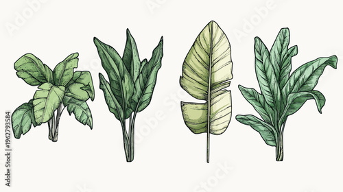 Hand-drawn botanical illustration with four varieties of stylized tropical leaves in shades of green and cream