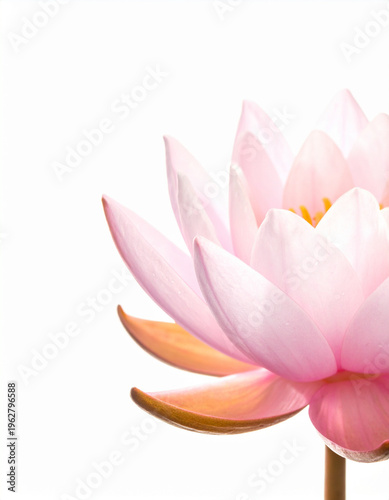 pink water lily