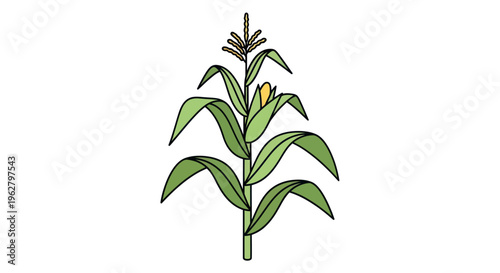 Green corn plant with leaves.