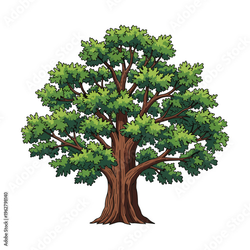 cartoon style mature oak tree botanical illustration