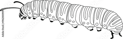Detailed caterpillar illustration, black and white entomology drawing, segmented insect anatomy, biological study reference, larval stage butterfly moth artwork