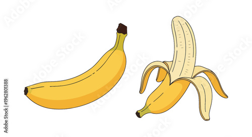 Two Yellow Bananas Fresh Fruit.