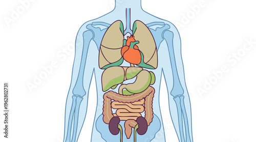 Simplified illustration of human internal organs within the torso, showing heart, lungs, liver, stomach, intestines, and kidneys.