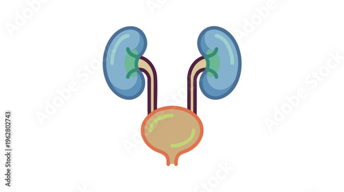 Simplified diagram of the human urinary system with kidneys, ureters, and bladder on a white background.