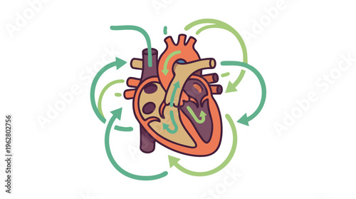 Stylized illustration of human heart with blood flow arrows and surrounding circulatory system.