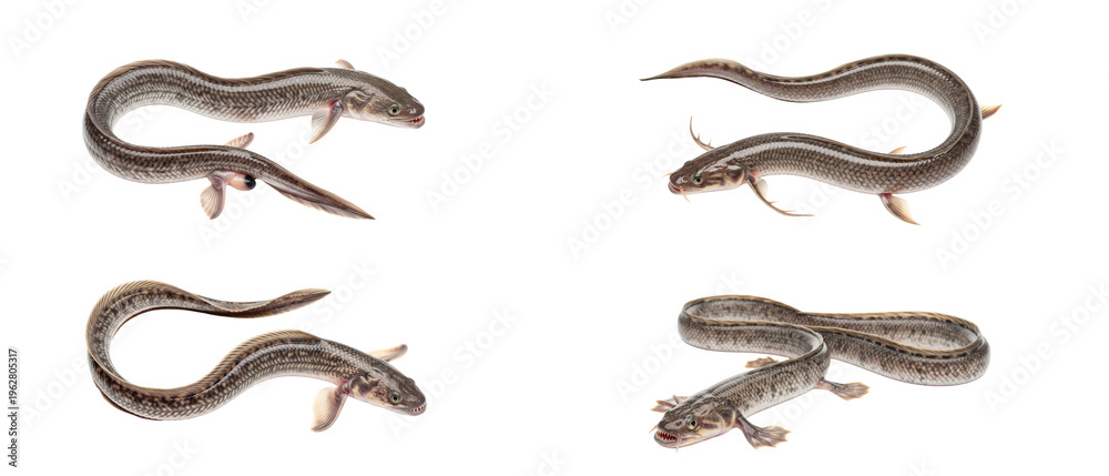 Fototapeta premium Four Skinks Displayed Individually on a White Background.