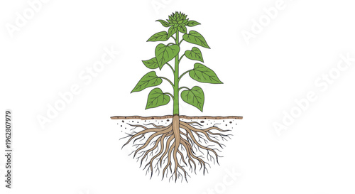 Green plant with roots growing underground.