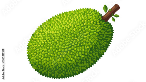 Green Jackfruit Tropical Fruit Isolated on White Background.