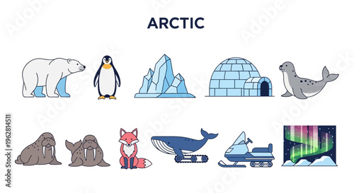 Arctic animals and landscape illustrations.
