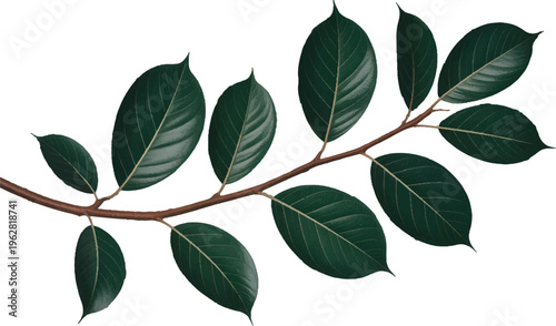  Dark Green Leaves on a Branch Isolated  vector design on transparent  Background
