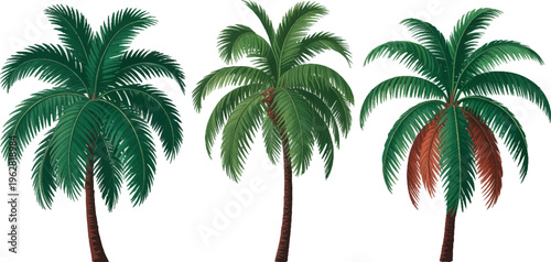 Set of coconut Coconut palm tree  in different stems, Vector cartoon illustration Isolated  on transparency background .