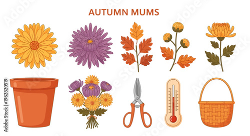 Autumn mums flowers and gardening tools.
