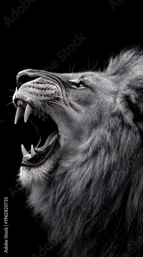 Close up of a roaring lion showing sharp teeth in dramatic black and white detail