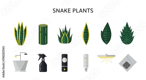 Snake plants and gardening tools.