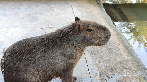 Capybaras sit on the ground near a pond. 