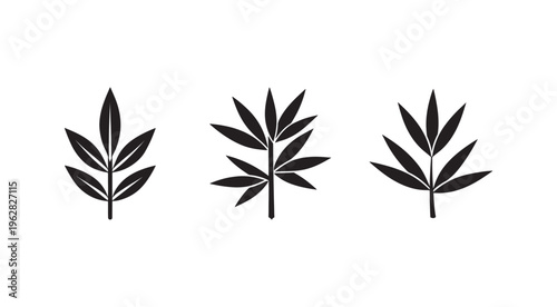 Blacksilhouetteofthreedifferenttypesofleavesonwhitebackground  isolatedleaveswithmultipleleaflets