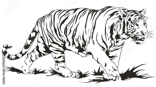 A black and white illustration of a tiger walking on grass
