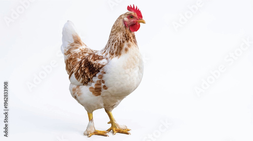 A brown and white chicken standing on a plain surface