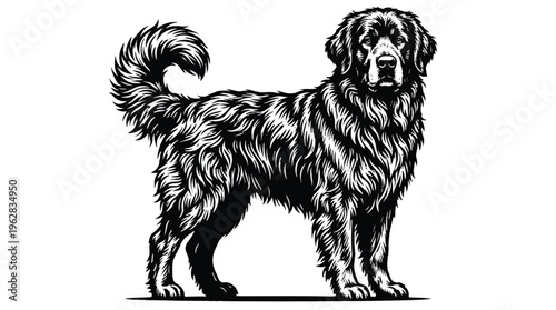 Black and white illustration of a standing dog with long fur and curled tail