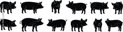 Black pig silhouettes set, domestic farm animal icons, various swine poses, hog vector collection, livestock elements for agriculture and farming design.