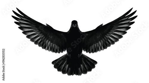 black bird with wings spread wide in flight