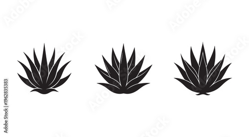 Three black agave plant silhouettes on white background  agave  plant  leaves