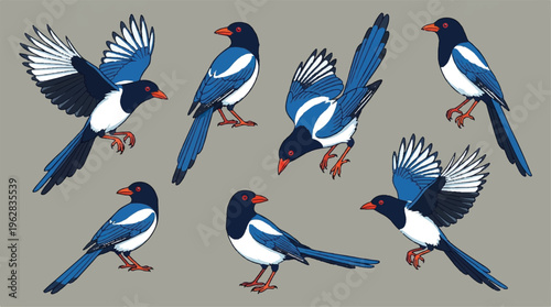 blue and white birds with orange beaks in different poses on gray background
