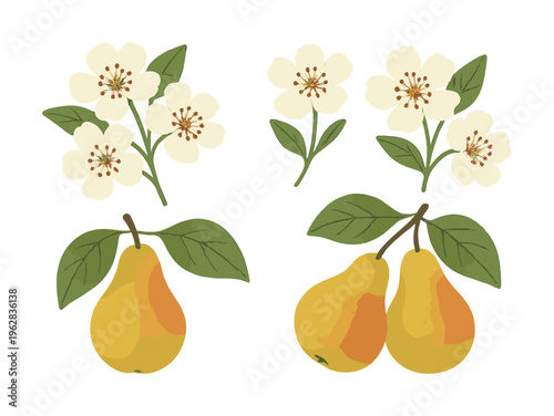 Yellow pears and blossoms with green leaves on white background