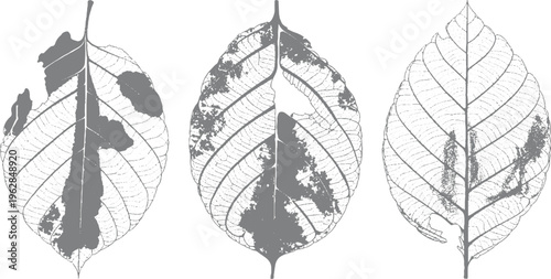 Three detailed grey leaf outlines showing damage and decay with visible veins and textures leaves