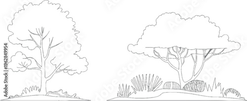 Two distinct line trees with bushy foliage and textured ground cover nature plant plants