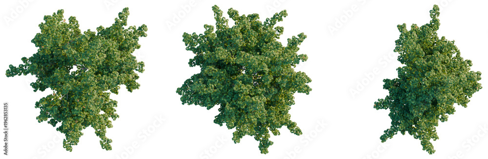 Fototapeta premium Collection of Acer platanoides trees top view isolated on black background for master plan and site design.