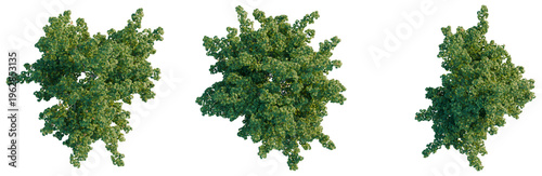 Canvas Print Collection of Acer platanoides trees top view isolated on black background for master plan and site design