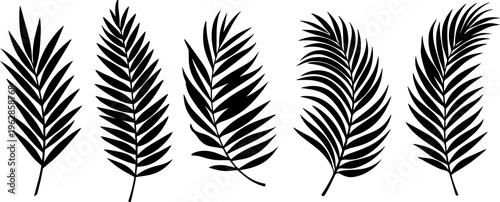 Palm Leaves Vector Silhouettes Isolated on White Background
