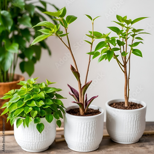 Three potted green houseplants with lush foliage are displayed in white textured ceramic pots on wooden