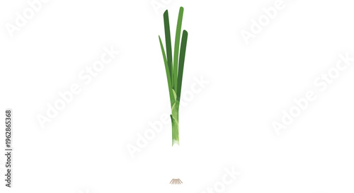 Fresh green leek with long vibrant leaves and white roots isolated on a white background for healthy cooking and food design.