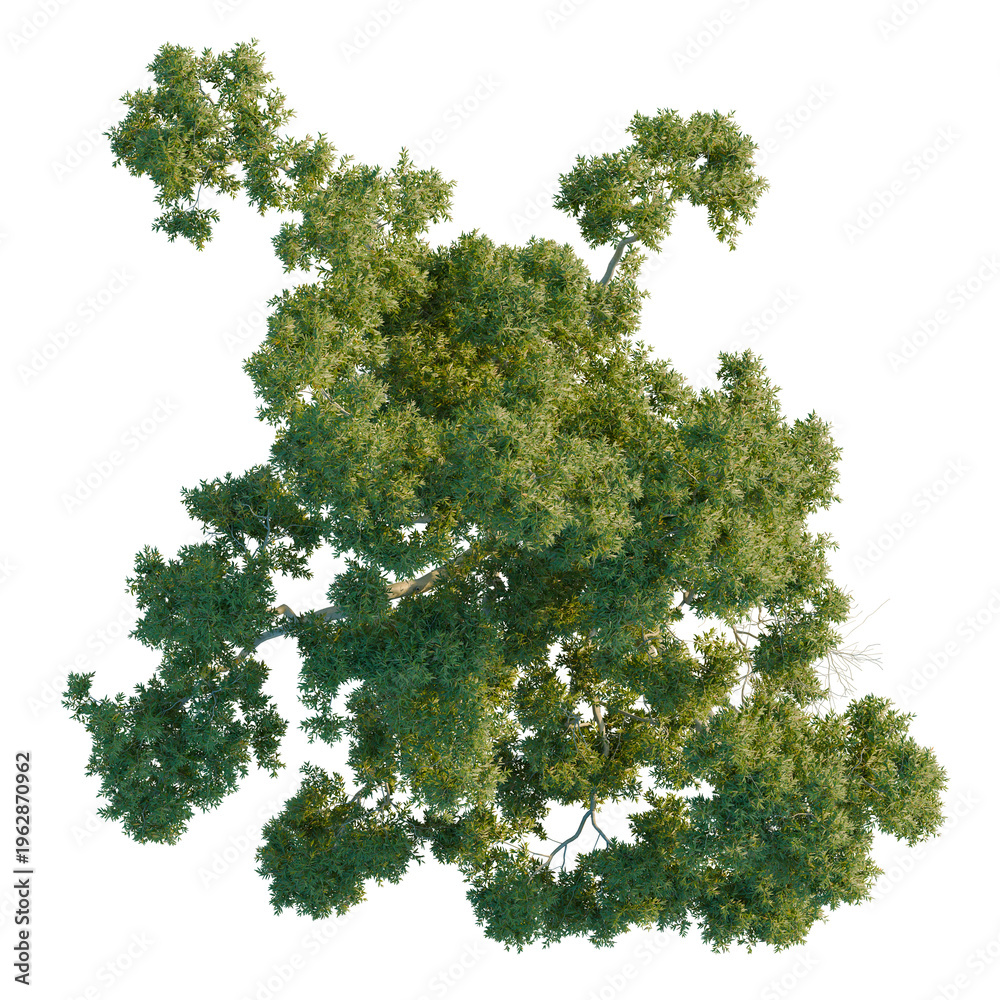 Fototapeta premium Bird’s eye view of Australian native Corymbia aparrerinja for landscape design visualization.