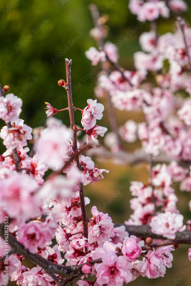 Obraz premium Spring Peach Blossom Branch with Pink Petals