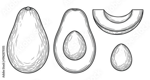 Avocado fruit whole half and cut piece with seed vector line art food illustration set