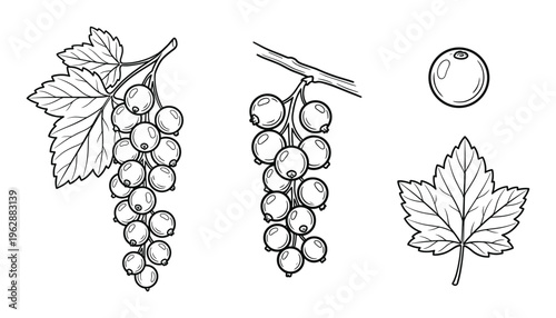 Blackcurrant branch with berries and leaves plus single fruit and leaf isolated on transparent background