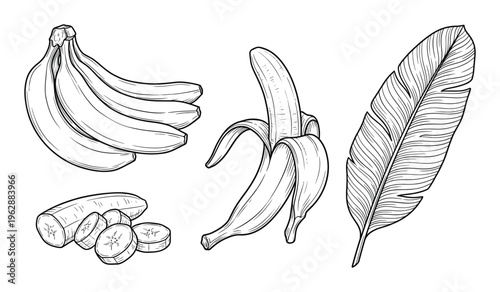 Bunch of bananas peeled and sliced with feather illustration on transparent background