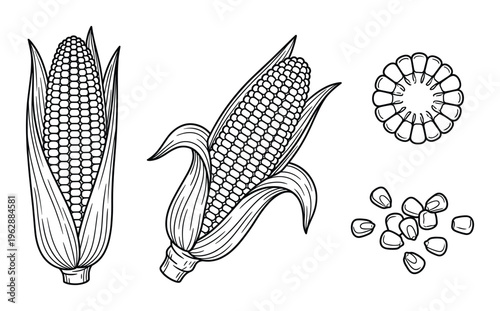 Corn vector illustrations set outline sketch style sweetcorn plant isolated on transparent background